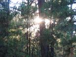 Sun Through the Trees