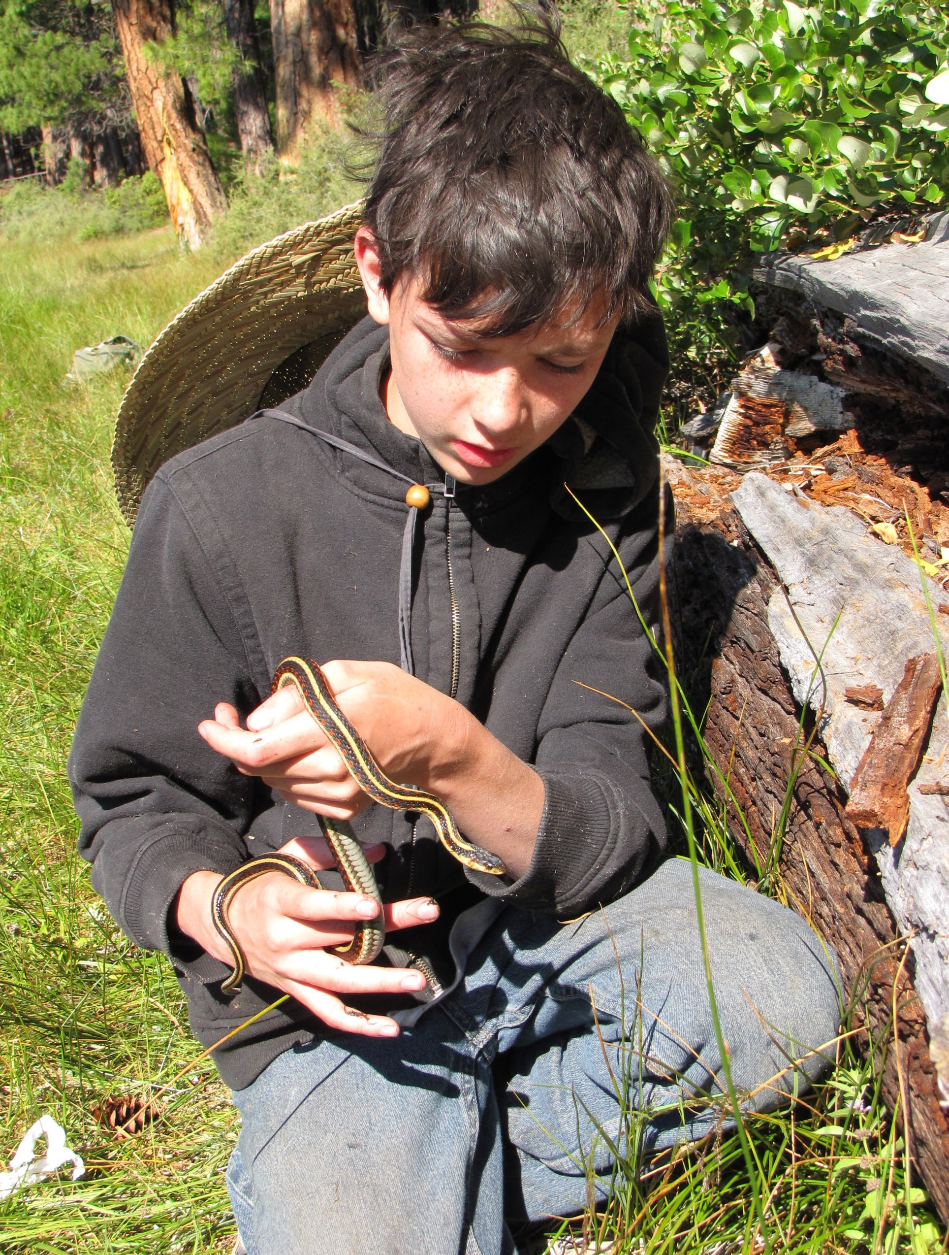 Garter Snake