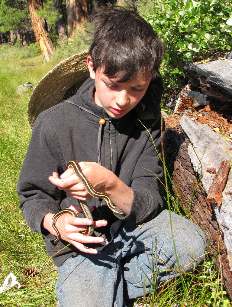 Garter Snake