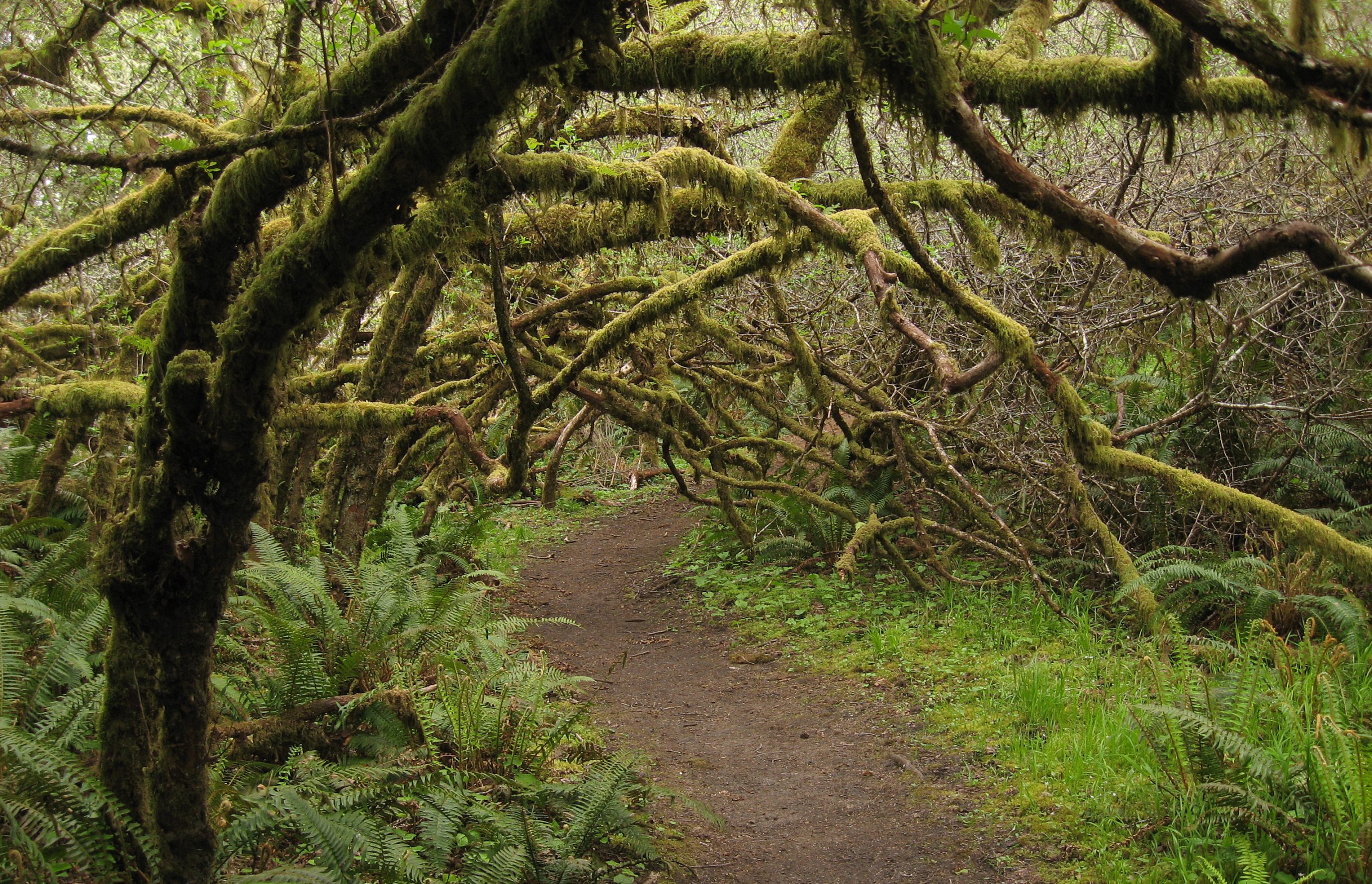 Forest Path