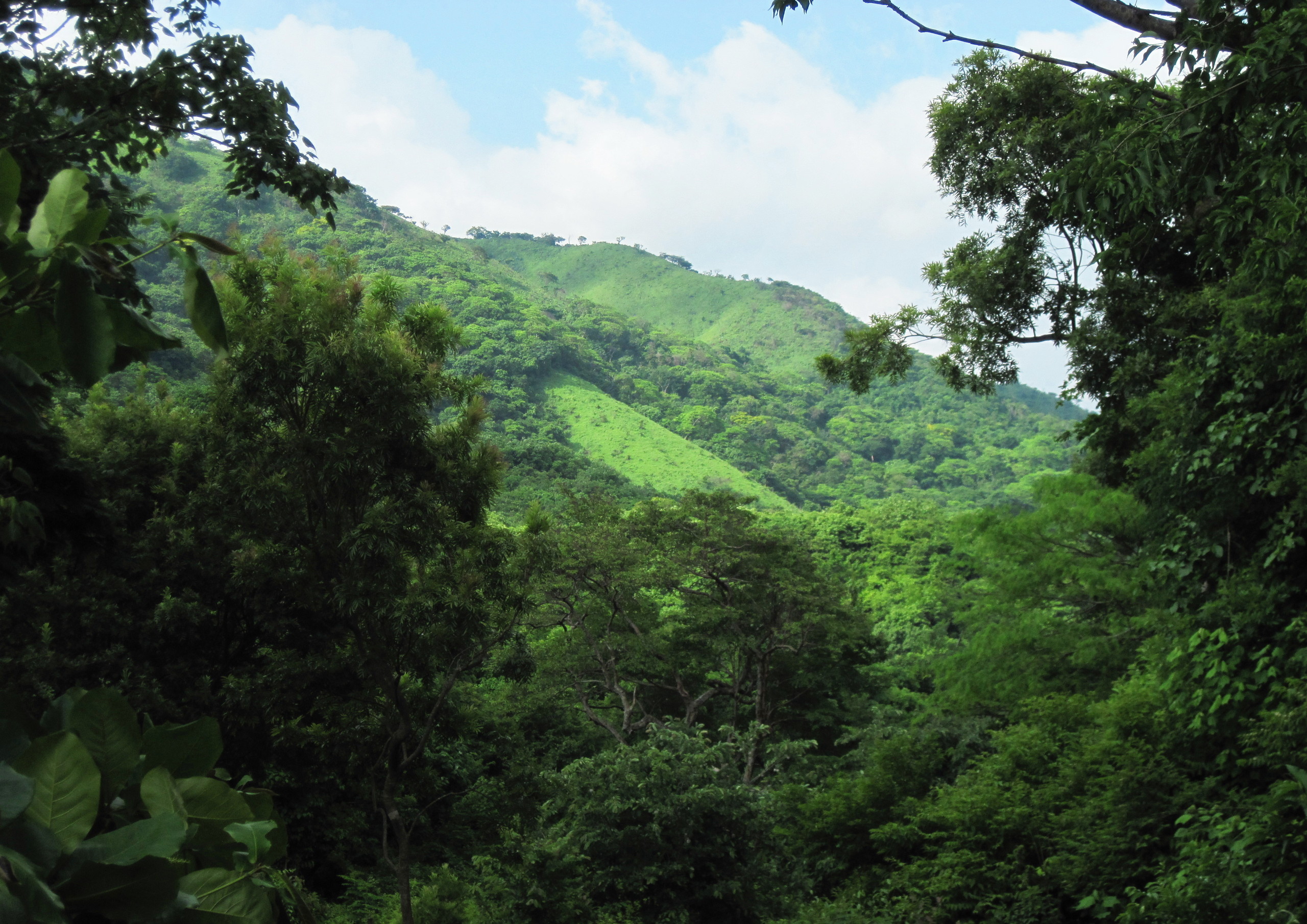 Sounthern Jungle