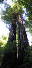 Double Giant