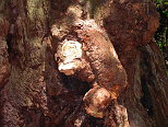 Elephant Burl