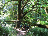 Group Under a Tree