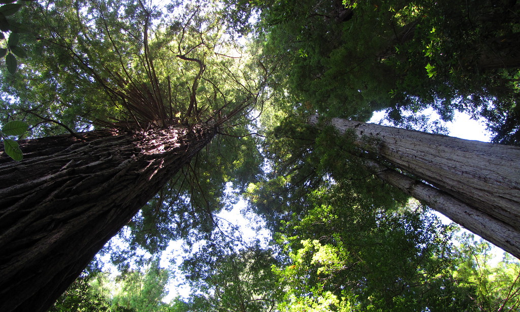Looking Up