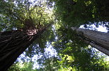 Looking Up