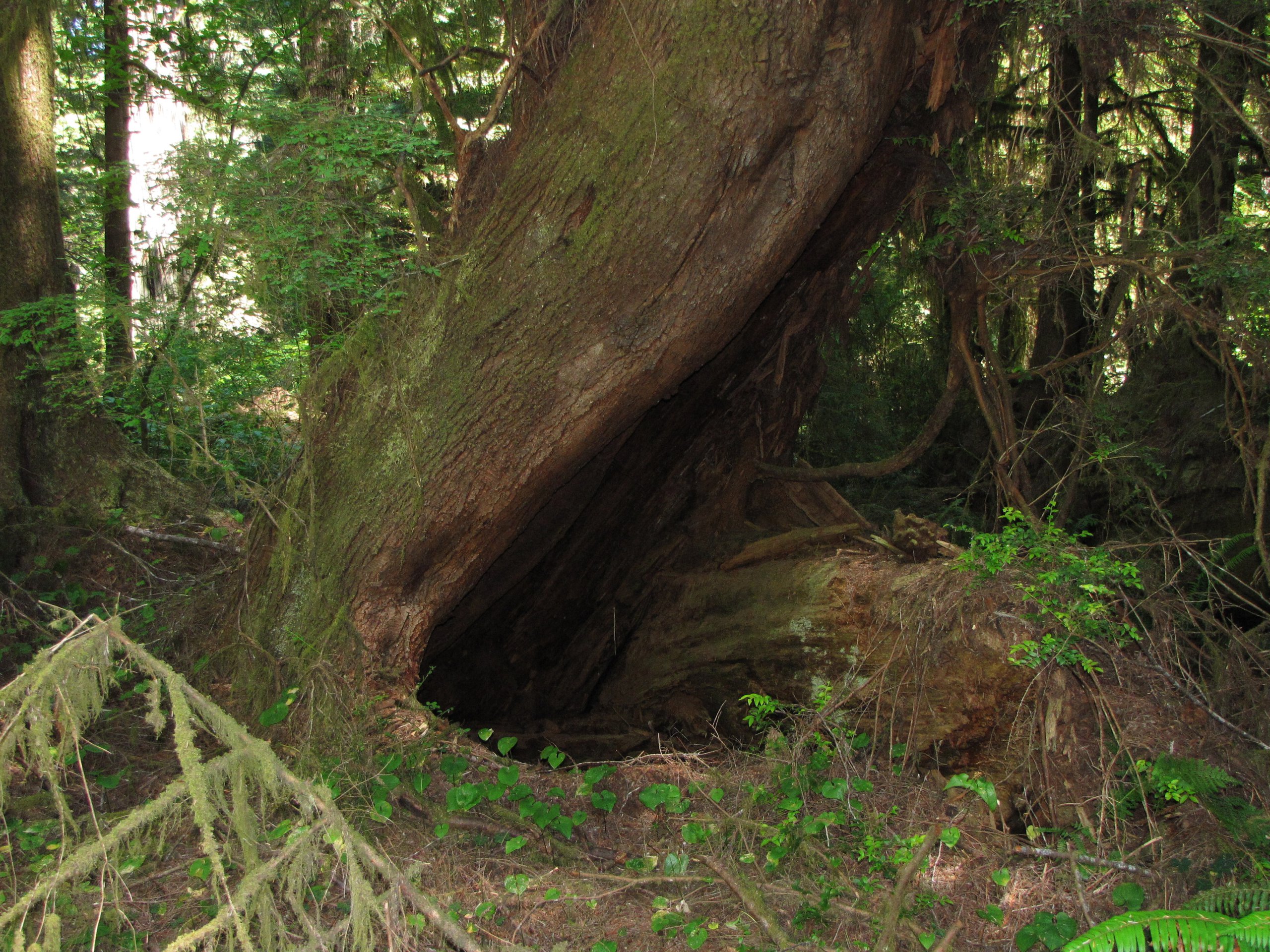 Redwood Cave