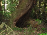 Redwood Cave