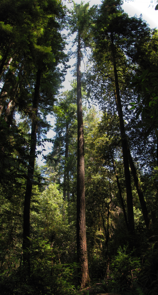 Slender Trunks