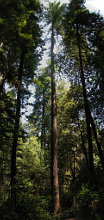 Slender Trunks