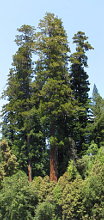 Three Trees