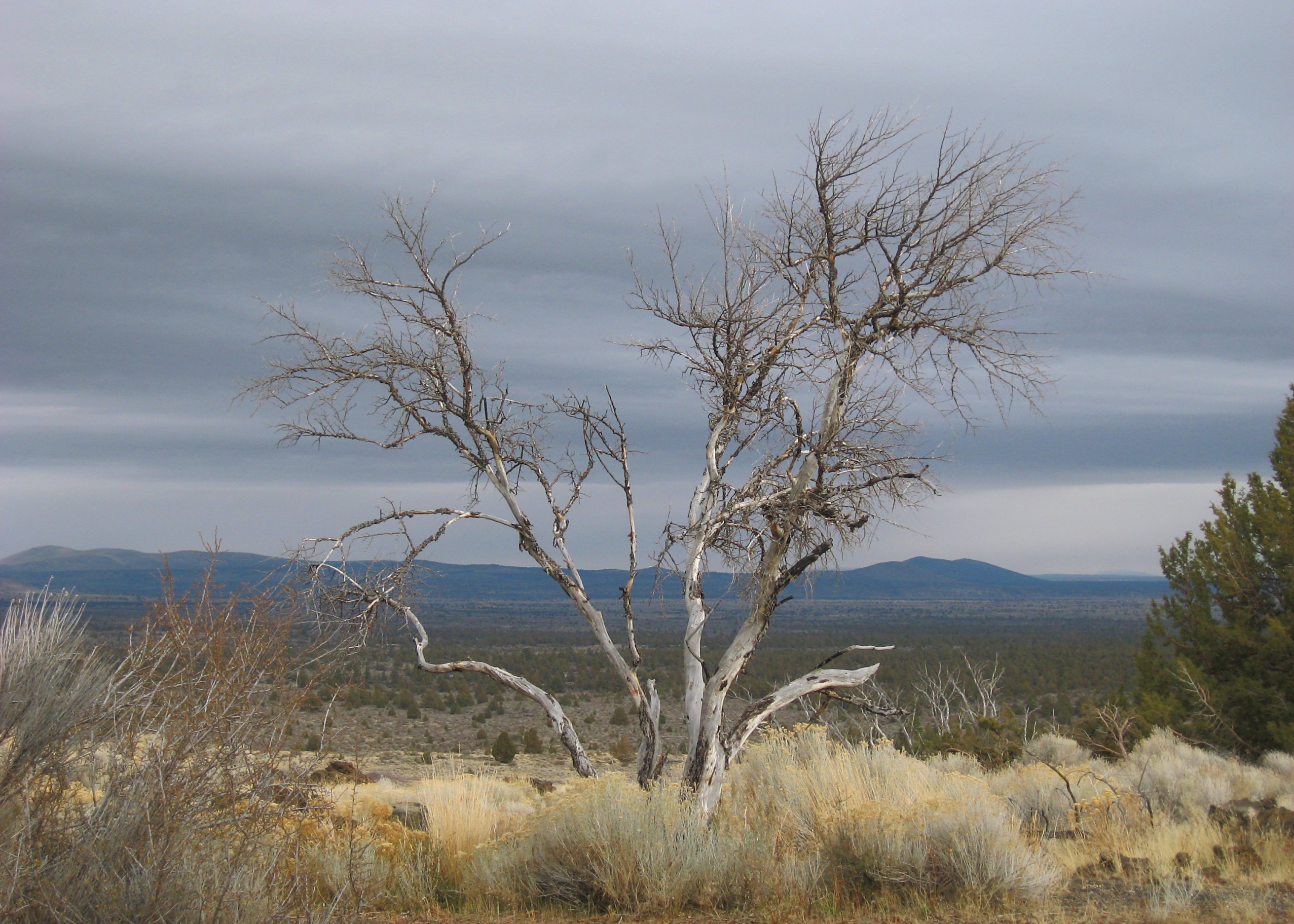 Dead Tree