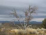 Dead Tree