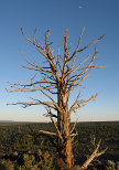 Dead Tree and the Moon