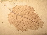 Clear Leaf