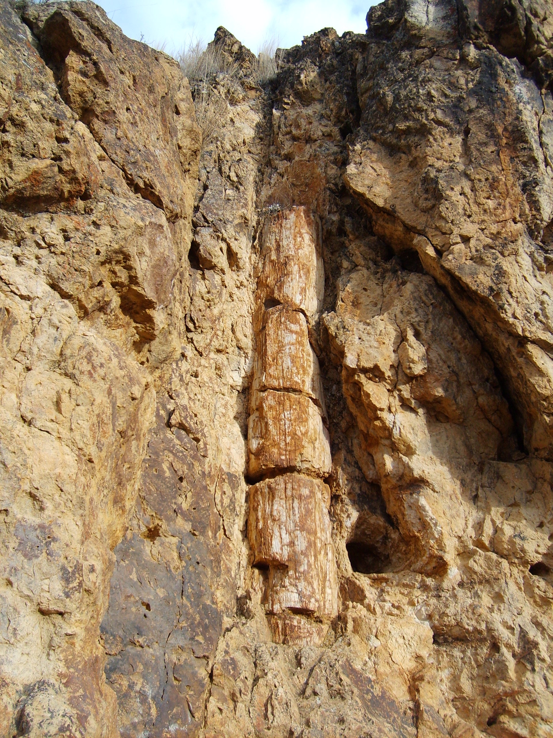 Hancock Tree