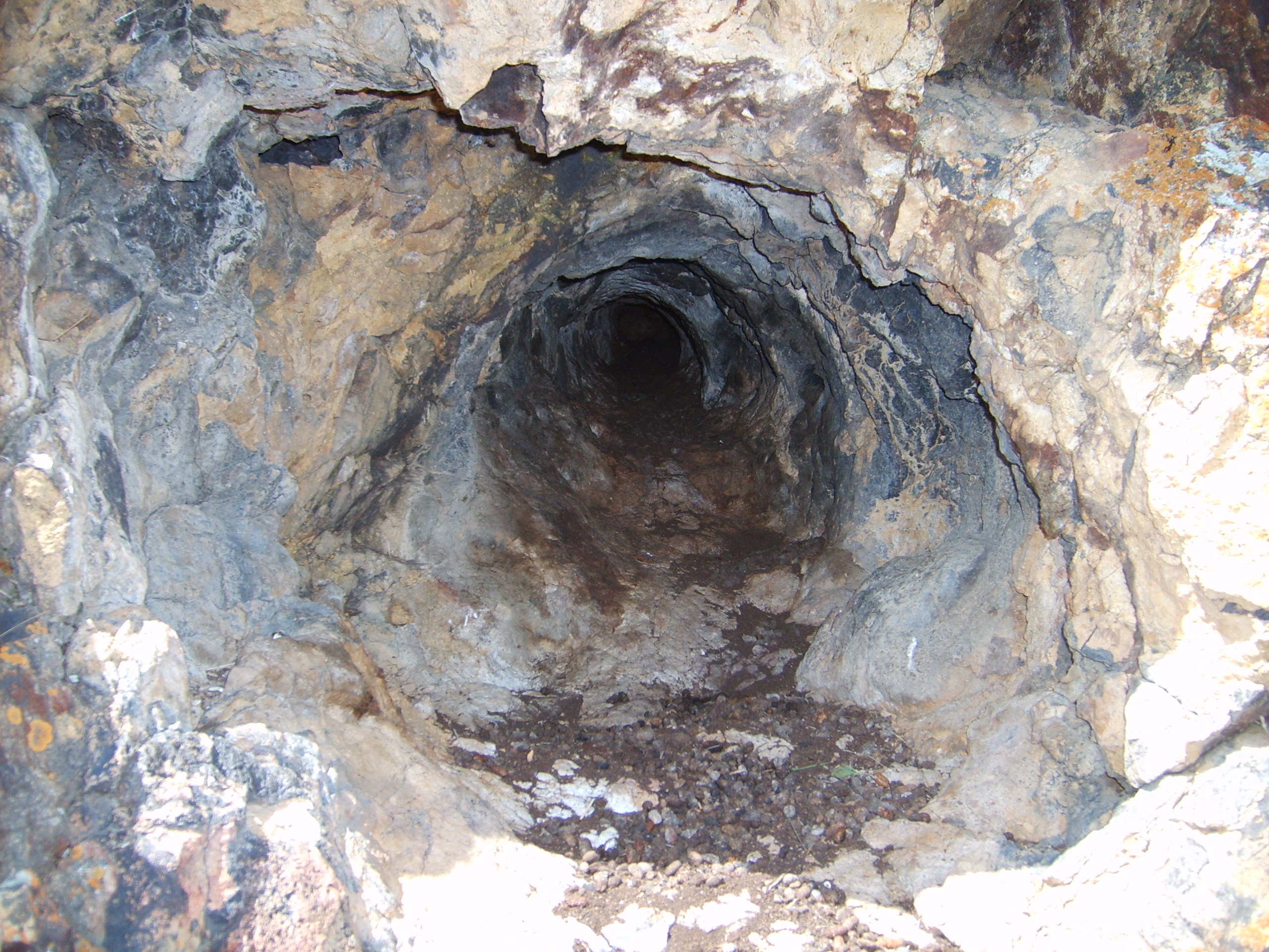 Tree Mold