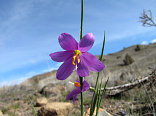 Grass Widow