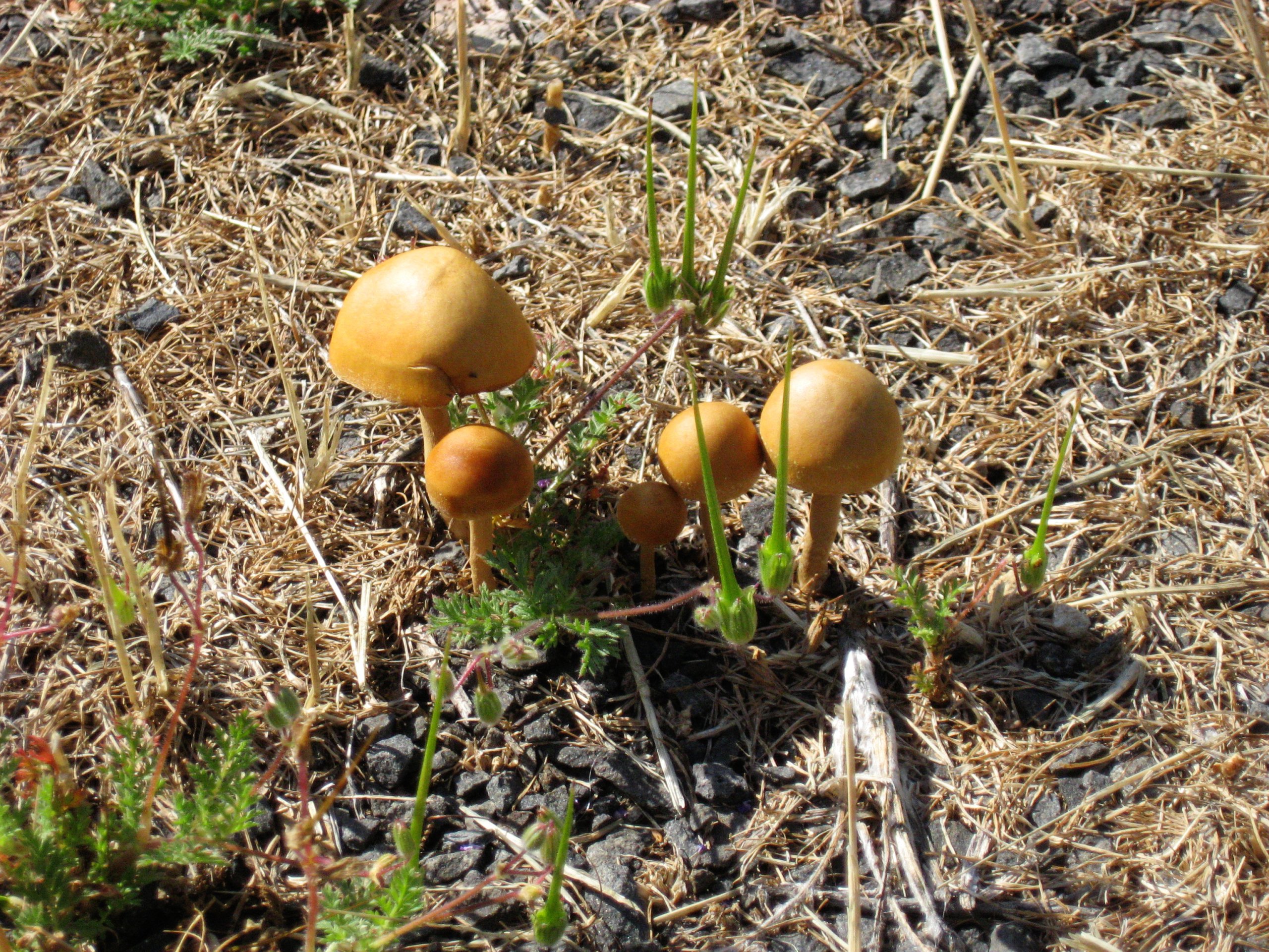Mushrooms