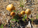 Mushrooms