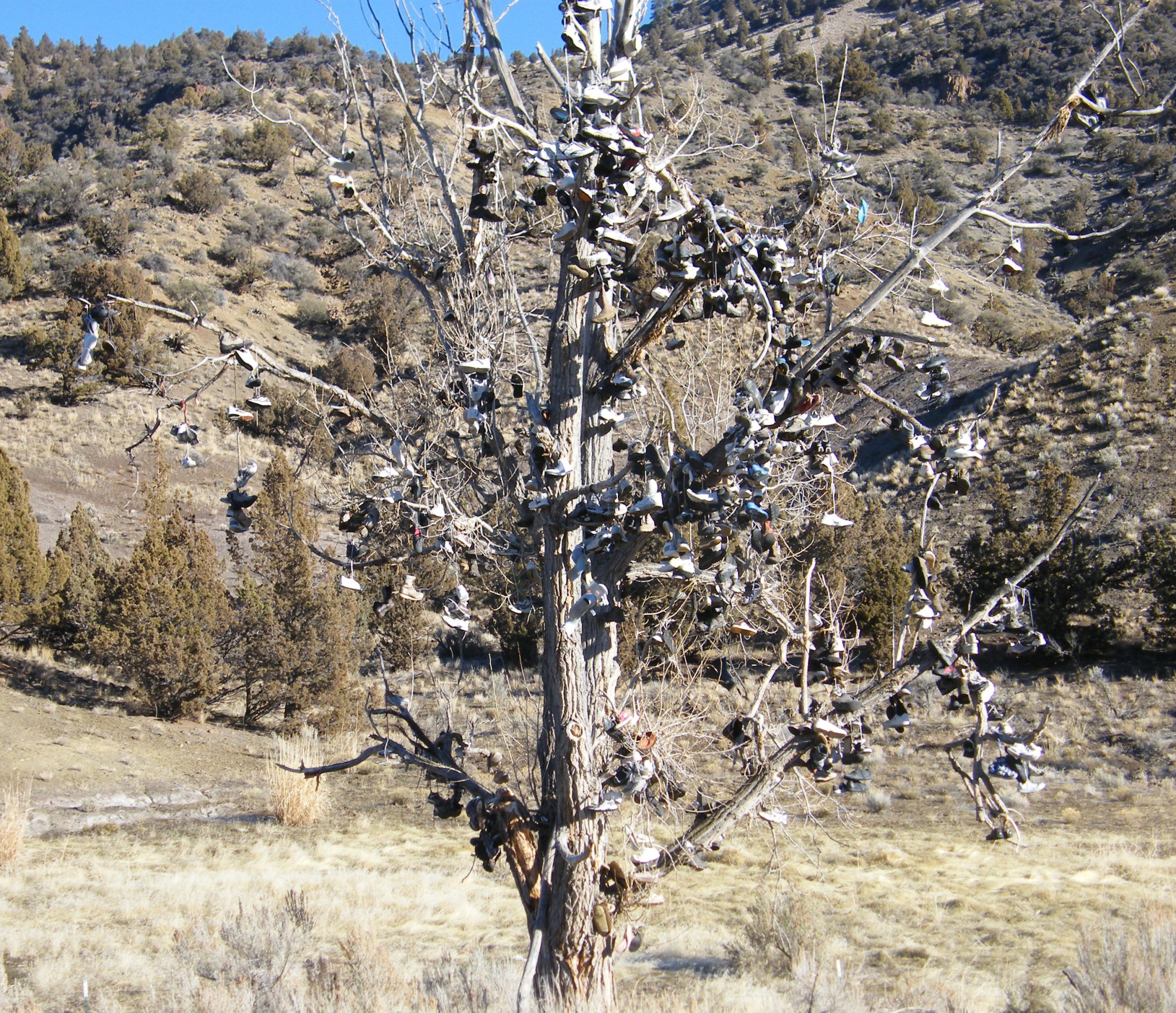 Shoe Tree
