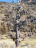 Shoe Tree