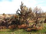 Spring Returning