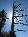Trees Against the Sun