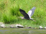 Heron in Flight