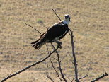 Osprey on a Branch