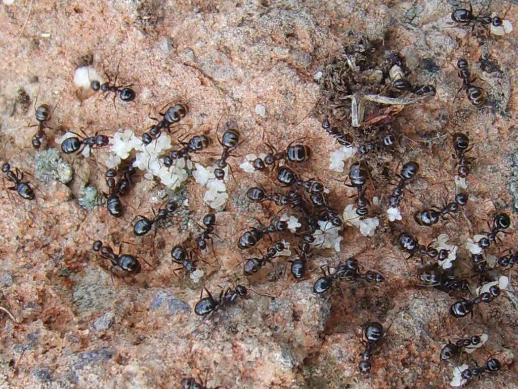 Ants