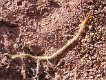 Centipede