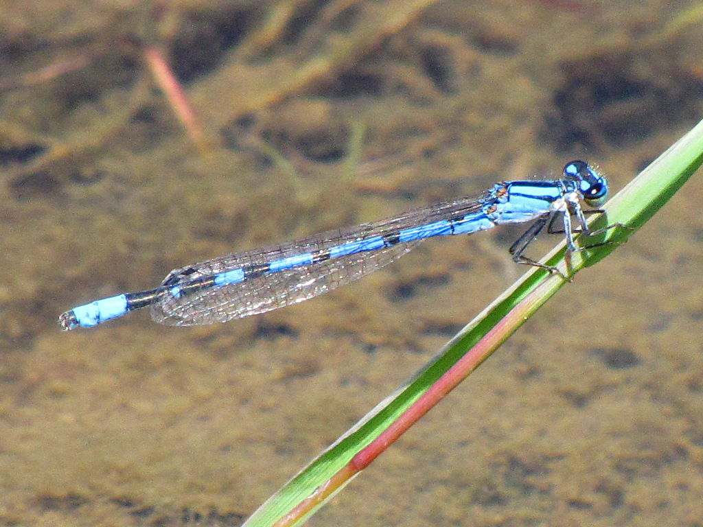 Damselfly