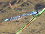 Damselfly