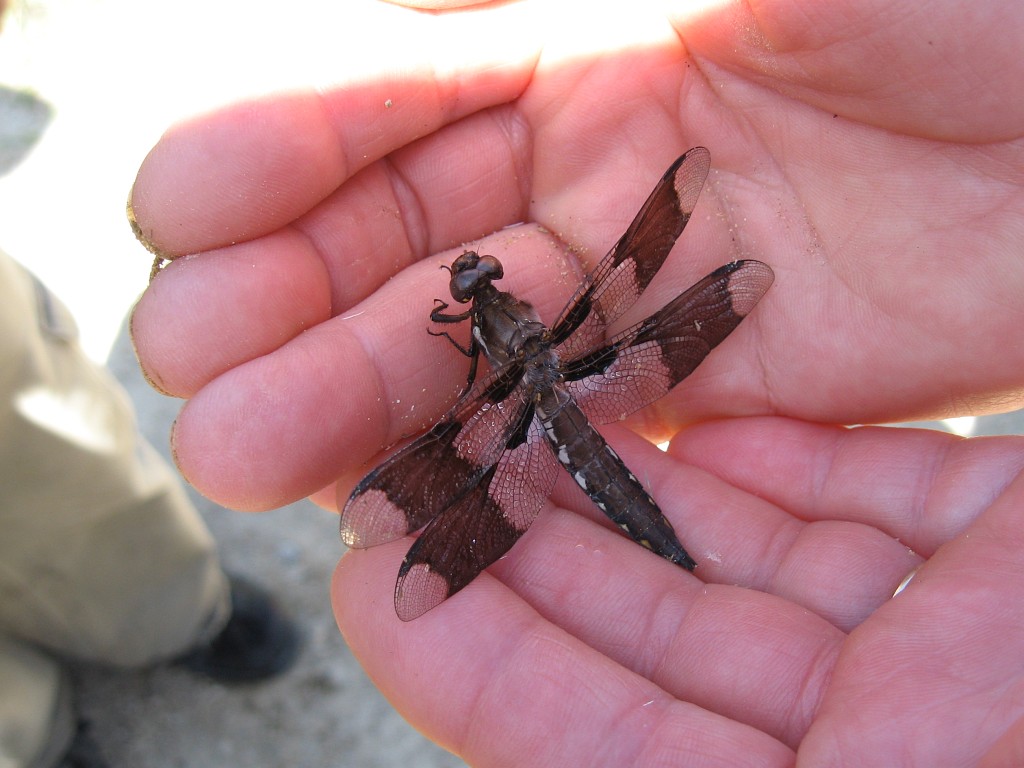 Dragonfly