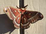 Moth 2