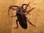 Pine Sawyer Beetle