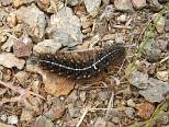 Spiny Caterpillar