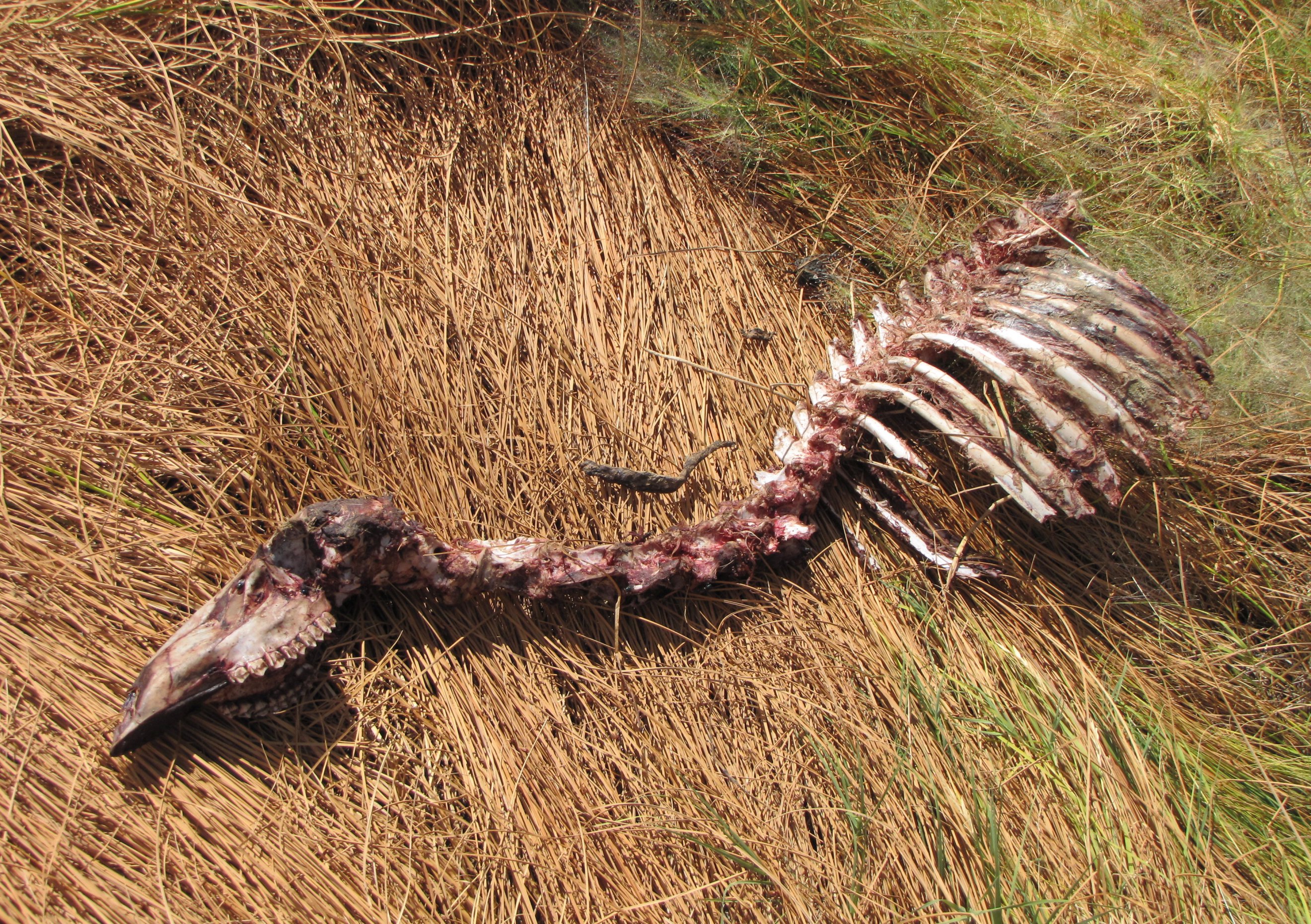 Remains of Dinner