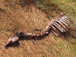 Remains of Dinner