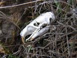 Rodent Skull