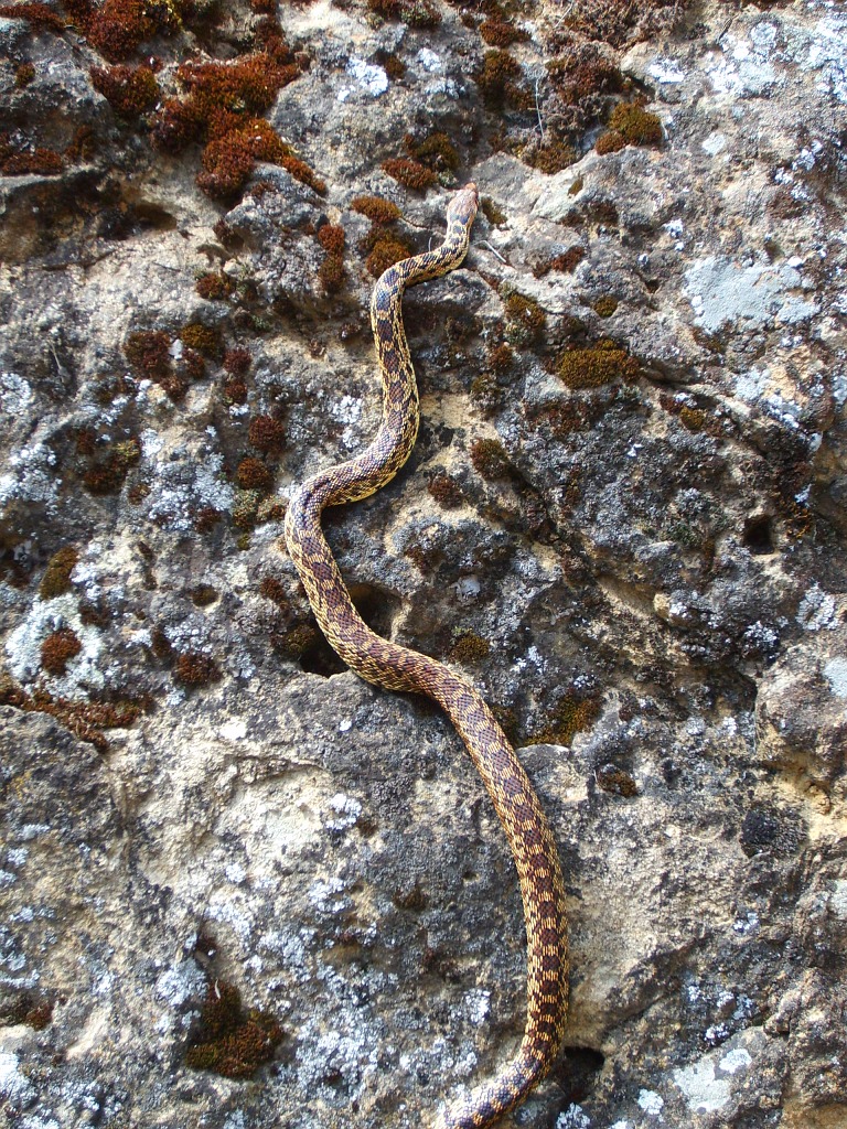 Gopher Snake